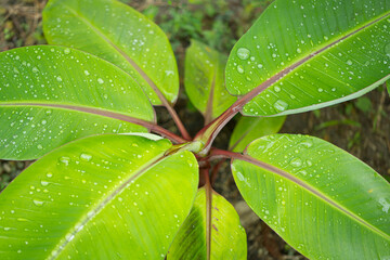 banana leaf with water drops texture