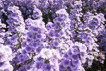 Purple margaret flowers (Michaelmas Daisy) are blooming beautifully