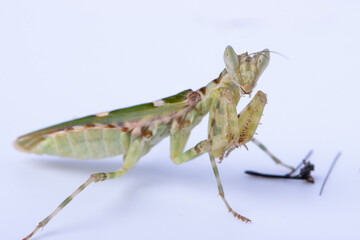 Macro image of A praying mantis (Creobroter gemmatus) isolated on white background