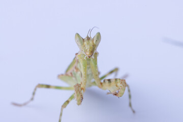 Macro image of A praying mantis (Creobroter gemmatus) isolated on white background