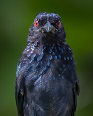 Nature wildlife image of Bronze Drongo bird (Dicrurus aeneus) perching on tree branch