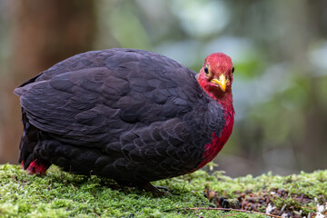 Nature wildlife bird of crimson-headed partridge on deep jungle rainforest, It is endemic to the island of Borneo