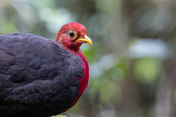 Nature wildlife bird of crimson-headed partridge on deep jungle rainforest, It is endemic to the island of Borneo