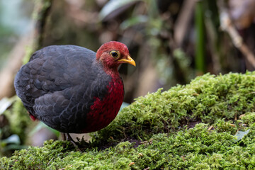 Nature wildlife bird of crimson-headed partridge on deep jungle rainforest, It is endemic to the...