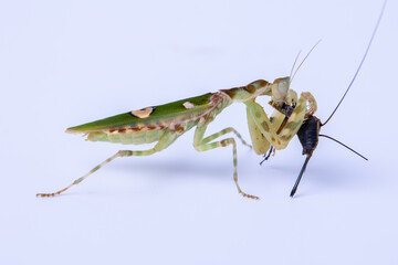 Macro image of A praying mantis (Creobroter gemmatus) having a big meal isolated on white background