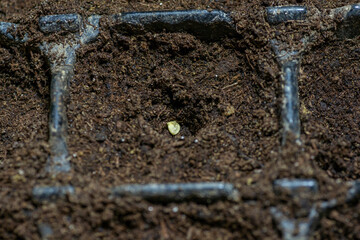 Single bell pepper seed ( Capsicum annuum) in the soil. Sweet pepper seed in the container ready to start grow.
