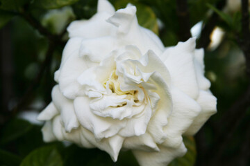 close up of a gardenia