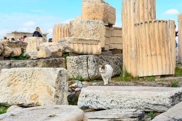 A stray white orange and black short haired cat walks among the ancient columns and ruins of the Parthenon at the Acropolis in Athens, Greece.