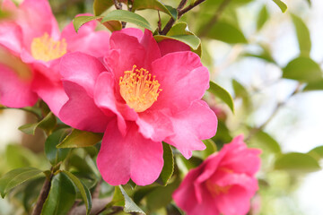 ピンク色のサザンカ