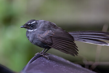 Nature wildlife bird white-throated fantail (Rhipidura albicollis) catching a moth is food