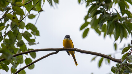 The pretty female Grey-chinned Minivet posing on a branch