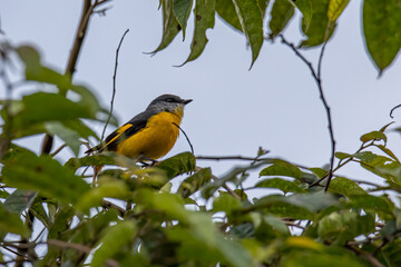 The pretty female Grey-chinned Minivet posing on a branch