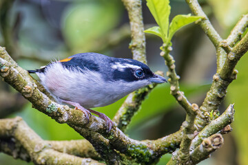 Beautiful Blyth's Shrike-babbler (Pteruthius aeralatus) bird standing on a branch