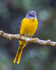 The pretty female Grey-chinned Minivet posing on a branch