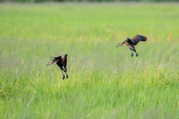 Nature wildlife image of Wildlife whistling ducks flying in the air over the paddy field