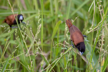 Beautiful small bird Chestnut Munia standing on the grasses with nature background