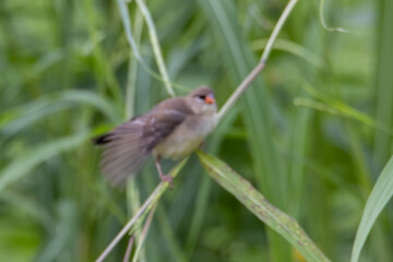 Nature wildlife of female Red Avadavat (Amandava amandava) sitting on a green grass