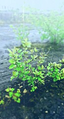 plant in water