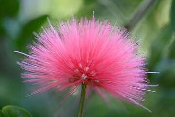 Obraz premium flower of a thistle