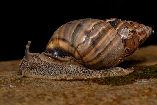 Common Land Snail