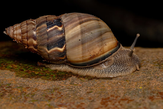 Common Land Snail