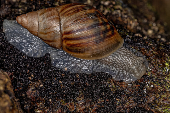 Small Helicinan Snail