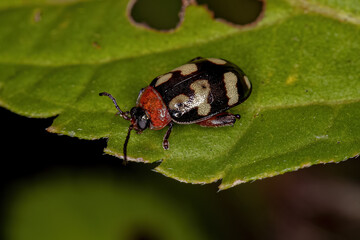 Adult Flea Beetle