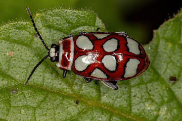 Adult Flea Beetle