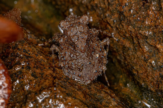 Nepomorpha Bilder Durchsuchen 189 Archivfotos, und