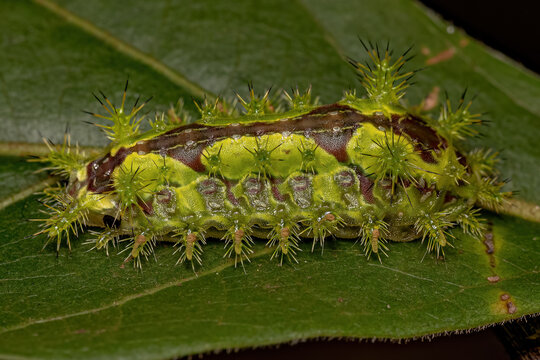 Euclea Slug Moth Caterpillar