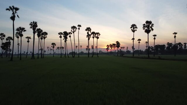 Beautiful Aerial view of sugar palm trees and morning sun with paddy filed landscape view.