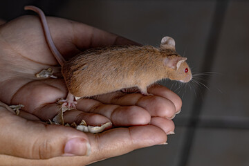 Small House Mouse