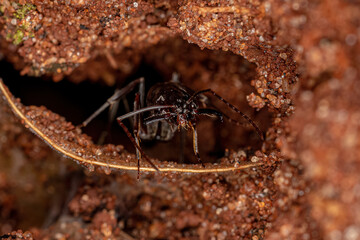 Adult Trap-jaw Ant