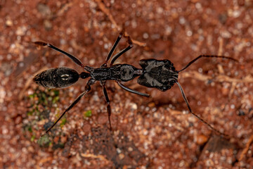 Adult Trap-jaw Ant
