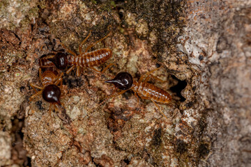 Adult Nasute Termites