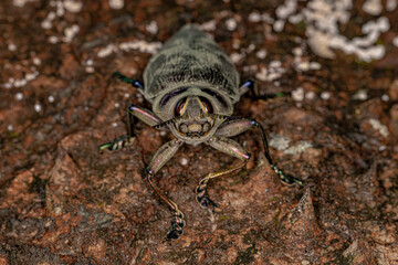Adult Ceiba Borer Beetle