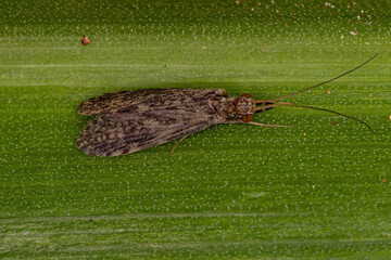 Adult Caddisfly Insect