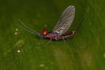 Adult Male Prong-gilled Mayfly