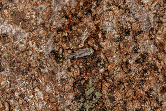 Adult Common Barklice Insect