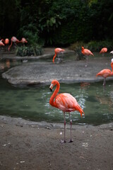 pink flamingo in the water