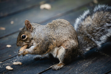 squirrel eating nut