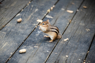 chipmunk, Marmotini eating in the park