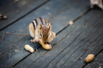 chipmunk, Marmotini eating in the park