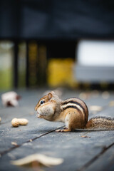 chipmunk, Marmotini eating in the park