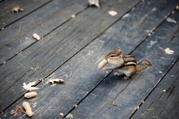 chipmunk, Marmotini eating in the park