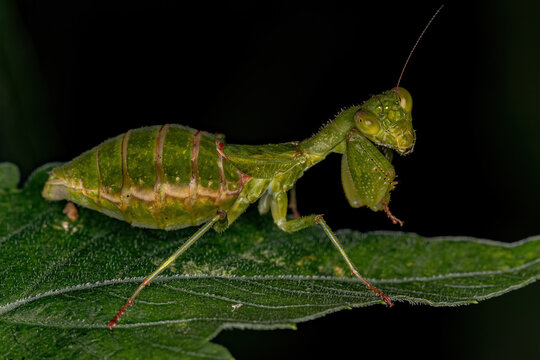 Adult Female Acanthopid Mantis