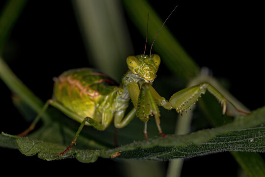 Adult Female Acanthopid Mantis