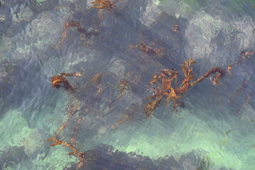 Seaweed in the Sea