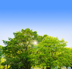 新緑　木　爽快感　若葉　春イメージ