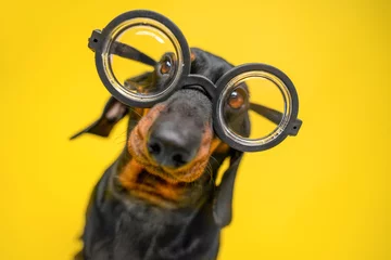 Fotobehang Portrait of funny dachshund puppy with silly look, who wears old-fashioned glasses for vision correction with round thick lenses, yellow background, copy space and ad © Masarik